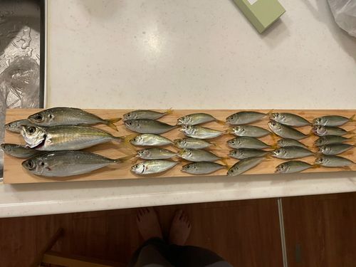 アジの釣果