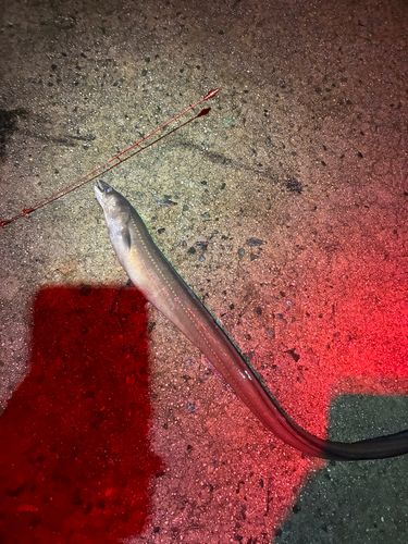 アナゴの釣果
