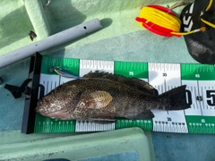 オオモンハタの釣果