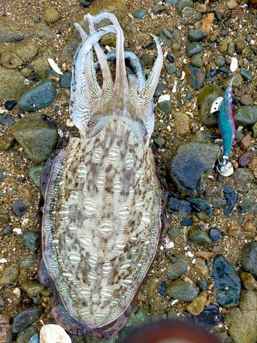 モンゴイカの釣果