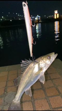 シーバスの釣果