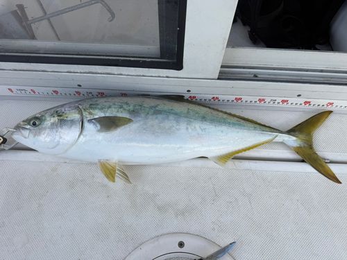 ワラサの釣果