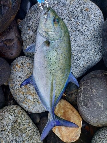 カスミアジの釣果