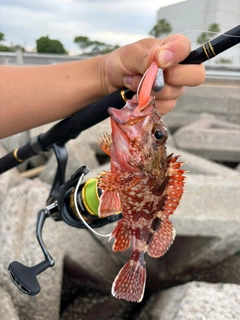 カサゴの釣果