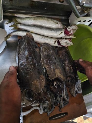 コウイカの釣果