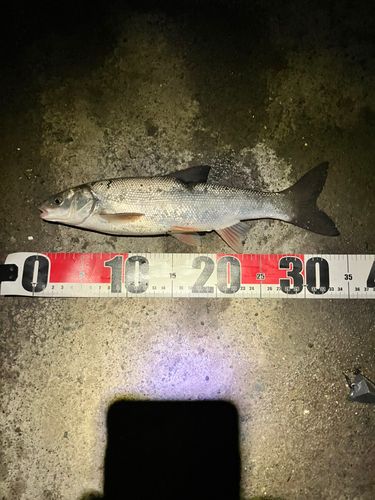ウグイの釣果