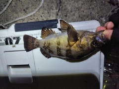 メバルの釣果