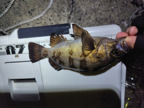 メバルの釣果