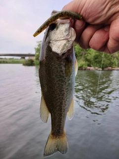 ラージマウスバスの釣果