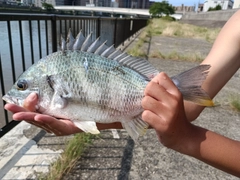 キチヌの釣果