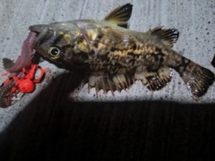 クロソイの釣果