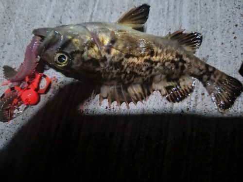 クロソイの釣果