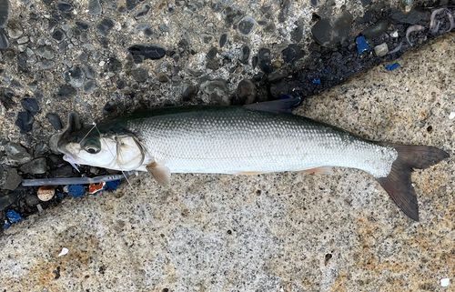 ウグイの釣果