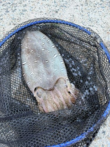モンゴウイカの釣果