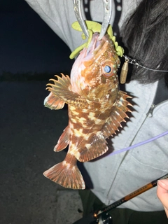 カサゴの釣果