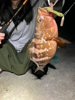 キジハタの釣果