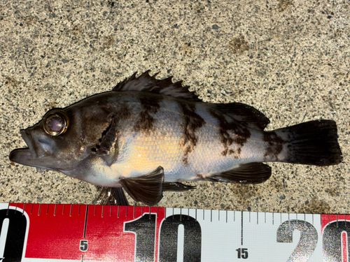 メバルの釣果