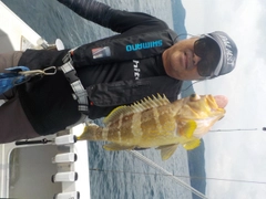 アオハタの釣果