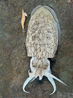 モンゴウイカの釣果