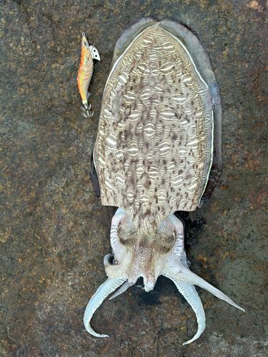 モンゴウイカの釣果