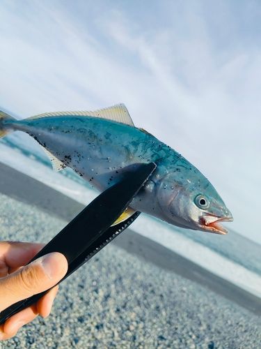 ワカシの釣果
