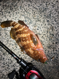 キジハタの釣果