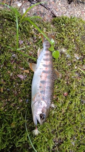 アマゴの釣果