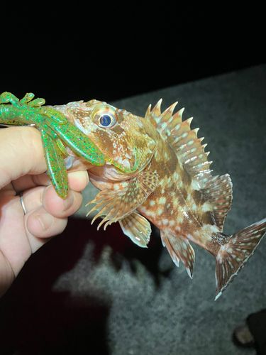 カサゴの釣果