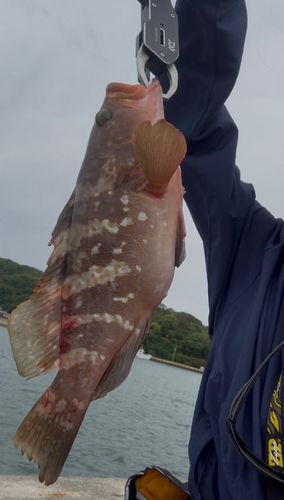 アコウの釣果