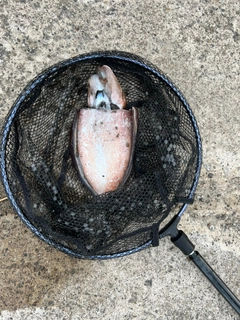 釣果