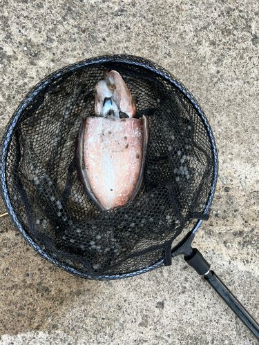 釣果