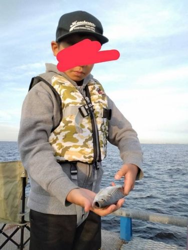 コノシロの釣果