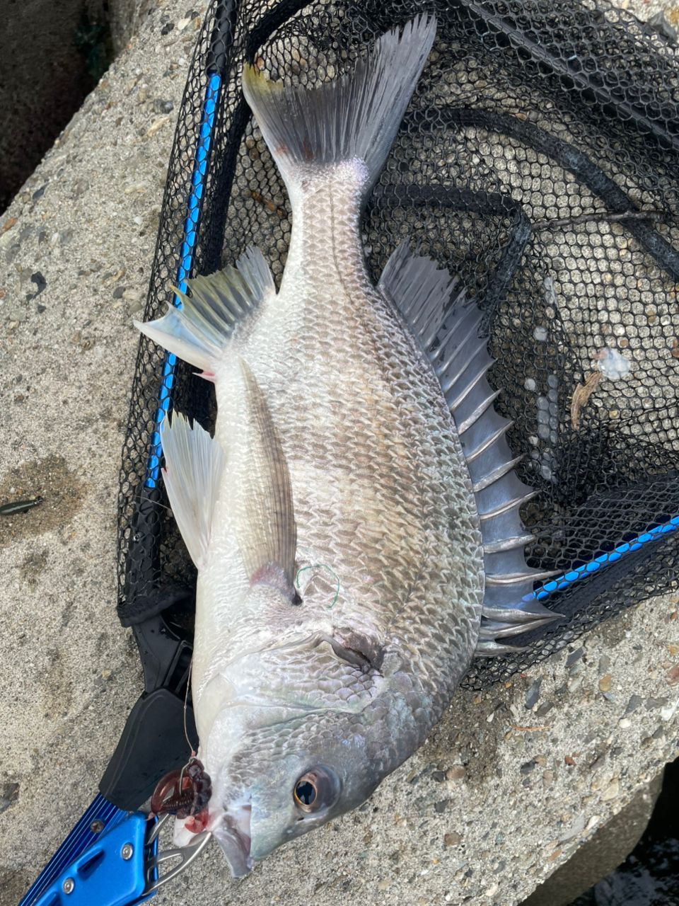 DAIWA 23シルバーウルフ 76ML-S・Wの最安値・インプレ・釣果 | 本音の