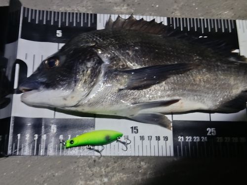 チヌの釣果