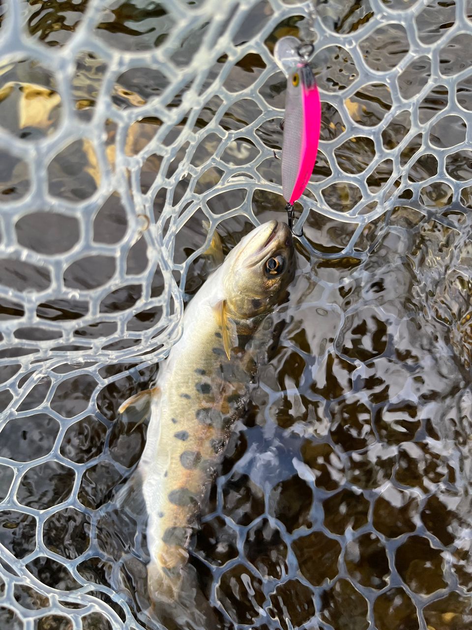 DAIWA 24シルバークリーク トラッド 53ULの最安値・インプレ・釣果