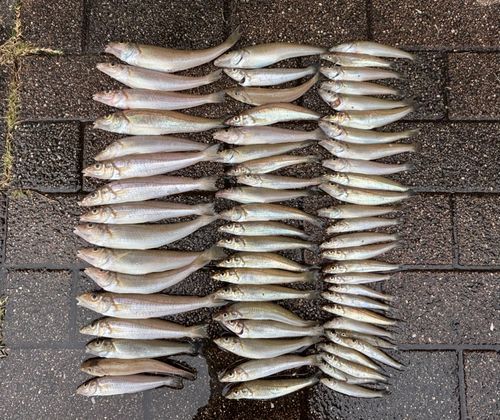 キスの釣果