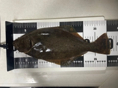 ヒラメの釣果
