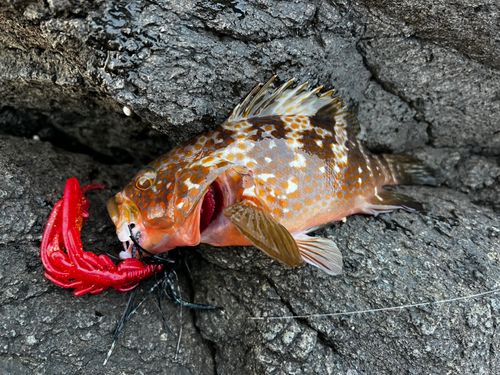 キジハタの釣果