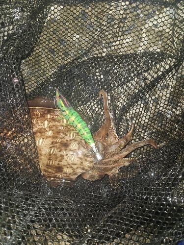 コウイカの釣果