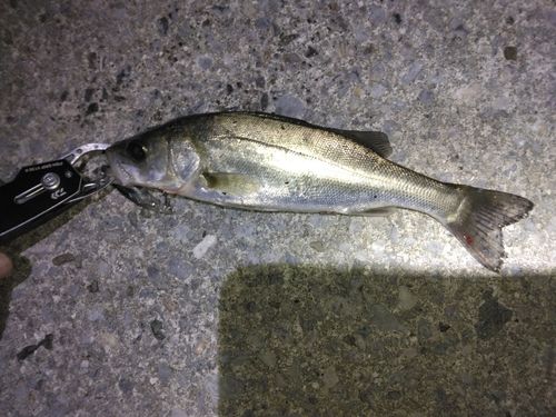 セイゴ（マルスズキ）の釣果