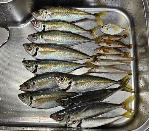 アジの釣果