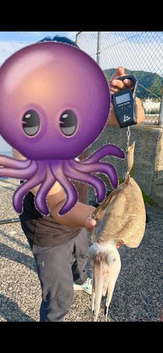 モンゴウイカの釣果