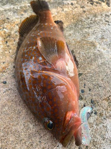 キジハタの釣果