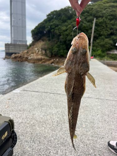 マゴチの釣果