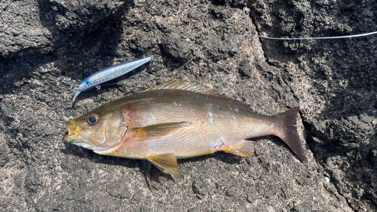 SHIMANO 18ディアルーナ S106MHの最安値・インプレ・釣果 | 本音の