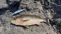 イサキの釣果