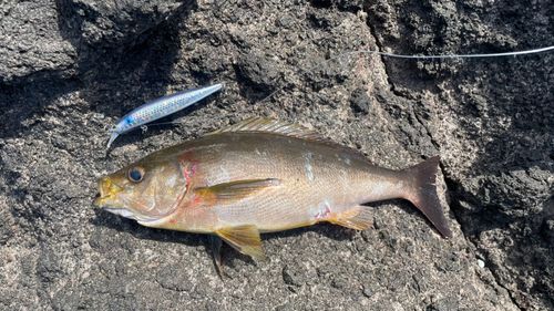 イサキの釣果