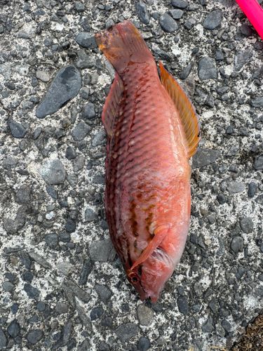 ホシササノハベラの釣果