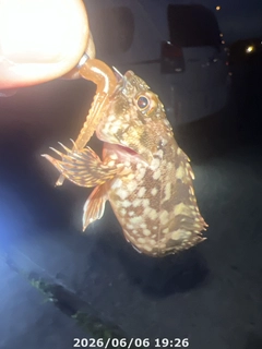 カサゴの釣果