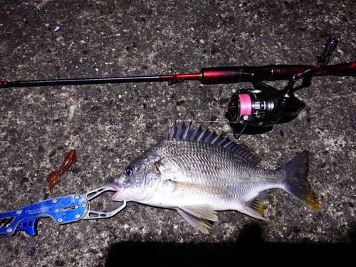 キビレの釣果